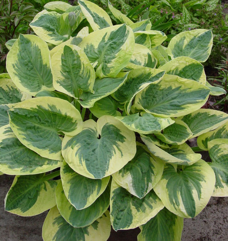 Хоста гибридная (вздутая, волнистая) 'Сноу Кэп'