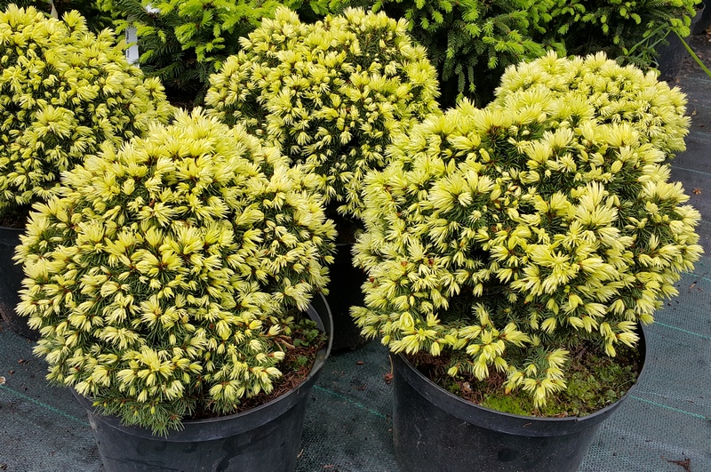 Ель сизая (канадская) 'Ялако Голд'