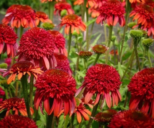 Эхинацея пурпурная 'Метеор Ред'