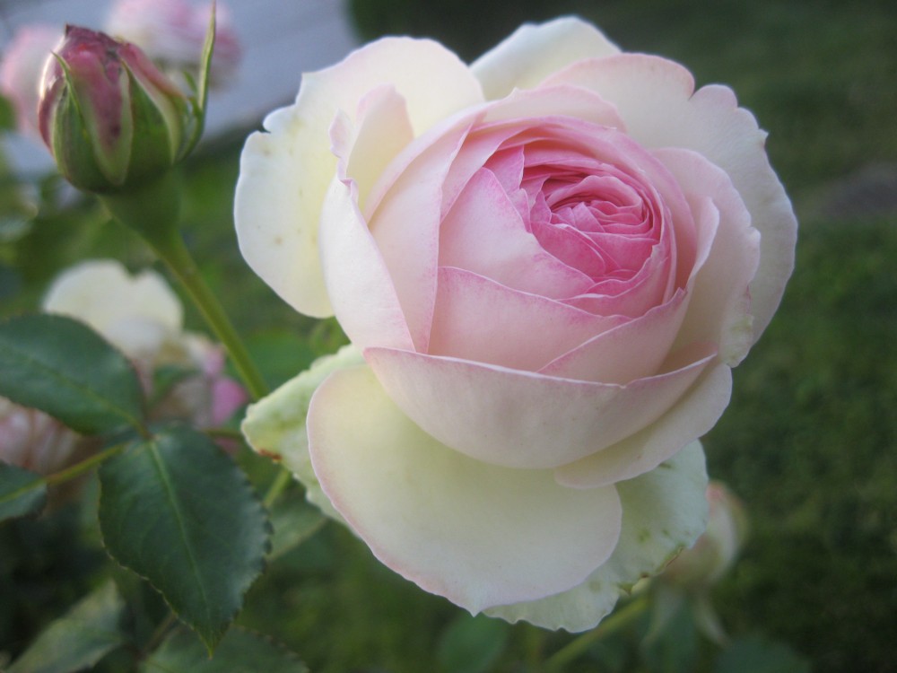 Роза 'Эден Роуз' (плетистая) (бело - розовая)