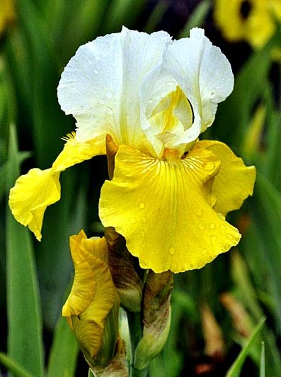 Ирис германский (бородатый) 'Тьюлип Фестиваль' 