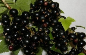 Смородина черная 'Диво Звягиной'