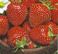 Земляника (клубника) 'Настенка'