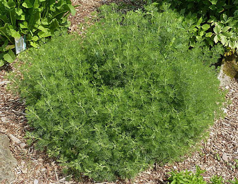 Полынь древовидная (божье дерево, полынь лекарственная)