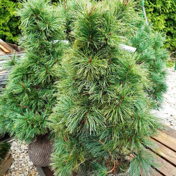 Сосна кедровая стланиковая 'Хлорекапа'