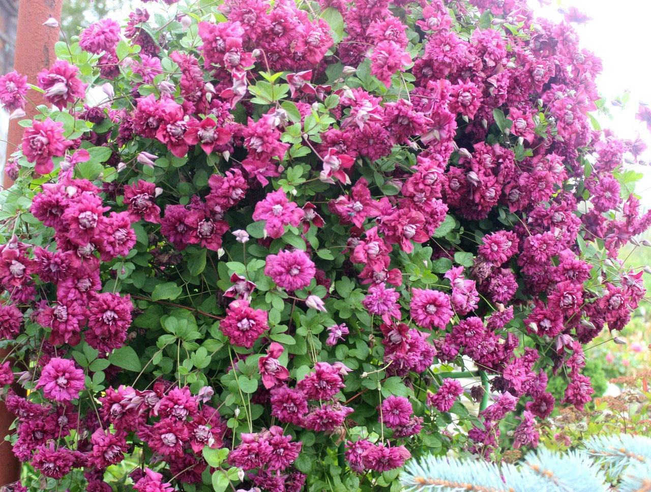 Клематис 'Пурпуреа Плена Элеганс'