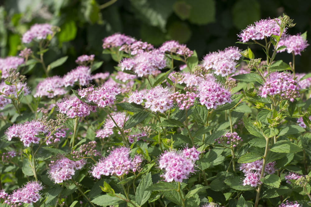 Спирея березолистная 'Пинк Спарклер'