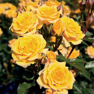 Роза 'Еллоу Клементина' (миниатюрная) (желтая)