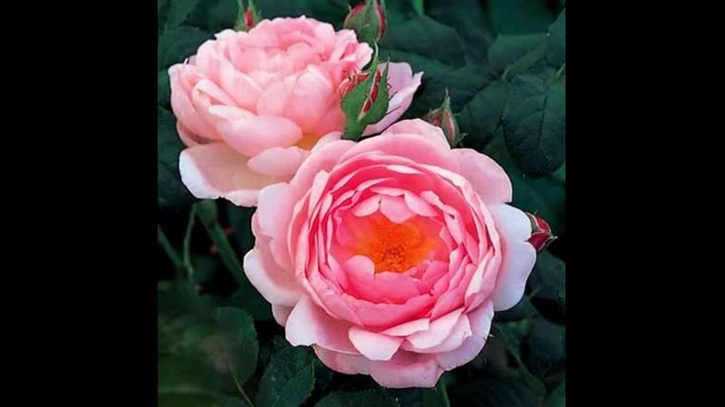 Роза 'Арбустива' (плетистая) (розово - персиковая)