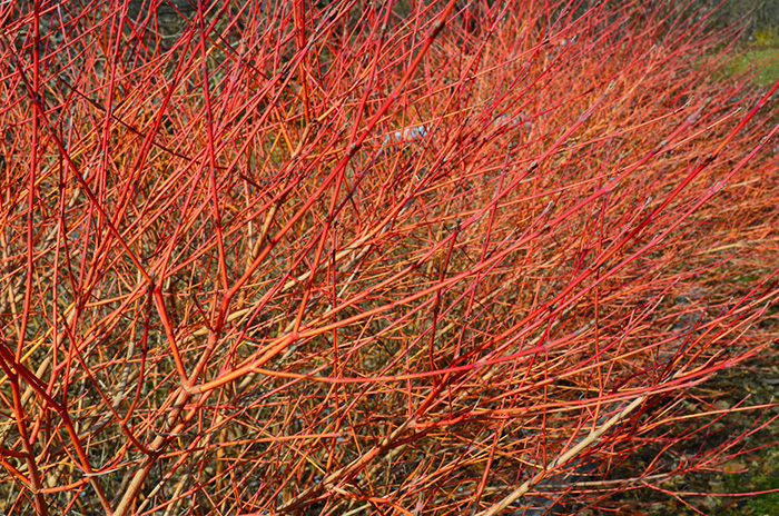 Дерен кроваво-красный