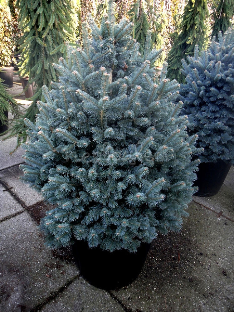 Пихта субальпийская 'Компакта'