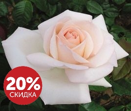 Скидки месяца! Август 2017