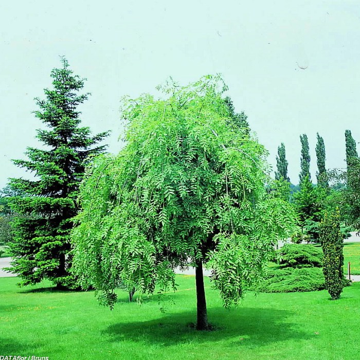 Ясень обыкновенный 'Пендула'