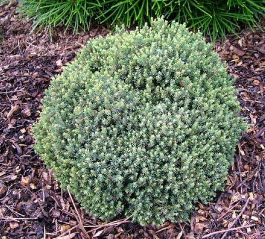 Ель сизая (канадская, белая) 'Блу Планет'