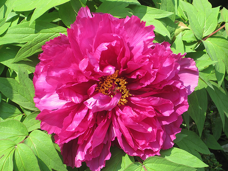 Пион древовидный 'Шимадайджин' (розовый)