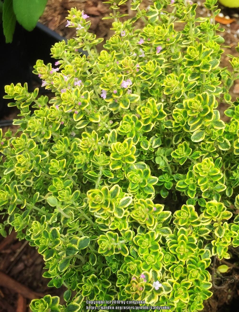 Тимьян лимоннопахнущий 'Мюстик'