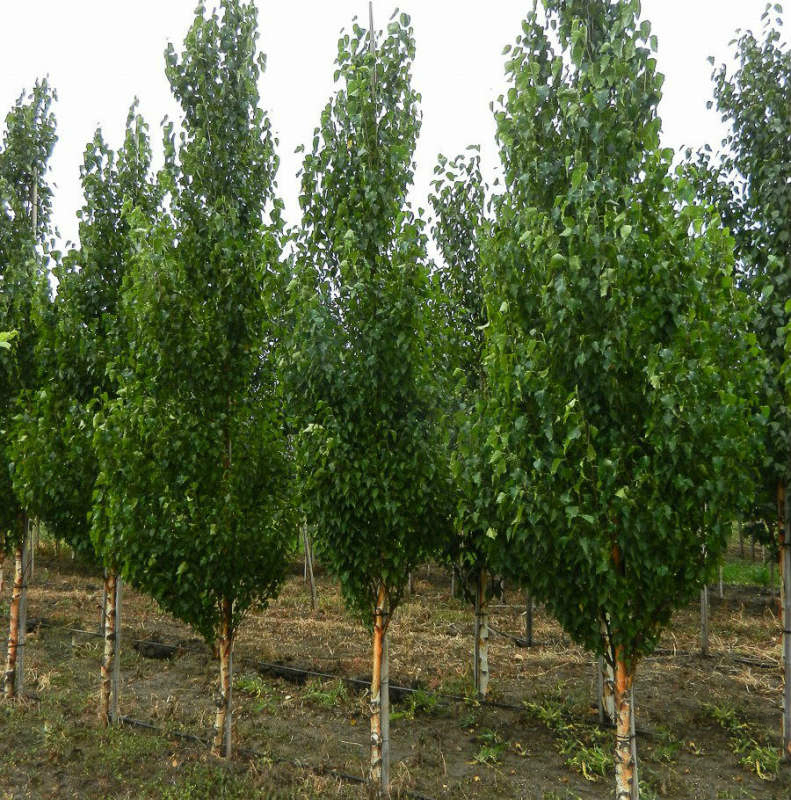 Береза повислая 'Фастигиата'