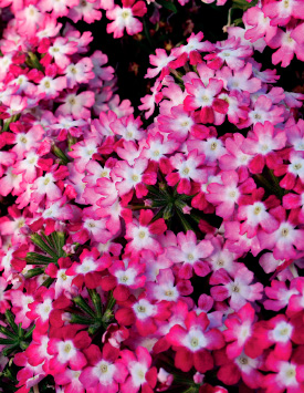 Вербена гибридная 'Обсешн Твистер Ред' (красно-белая)