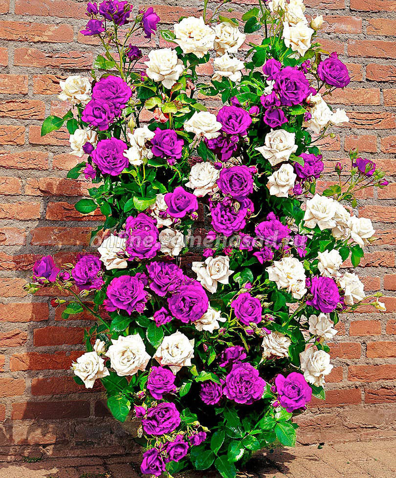 Роза Мистер Вондер' ( плетистая)