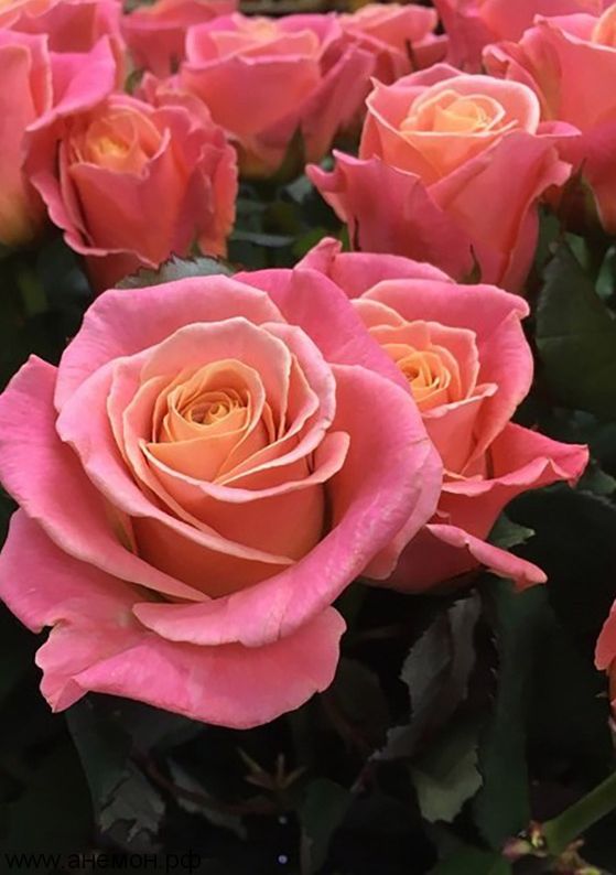 Роза 'Мисс Пигги' (чайно-гибридная)