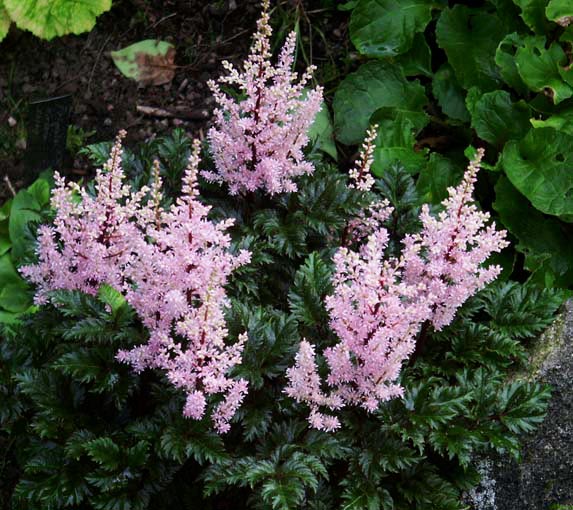 Астильба курчавая 'Перкео' (пурпурная - светлая)