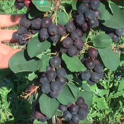 Ирга ольхолистная 'Тиссен' 