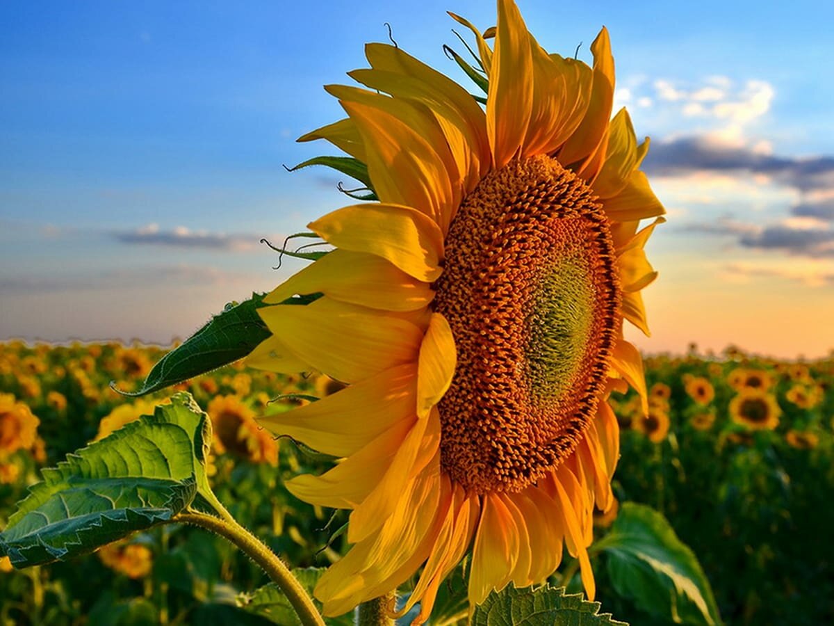 Подсо́лнечник