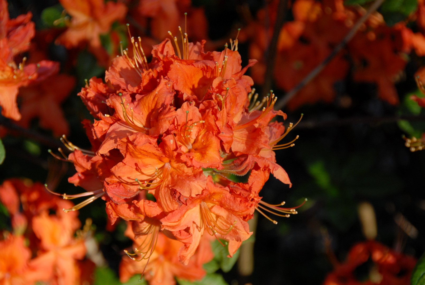 Рододендрон желтый (азалия) 'Паркфайер' (красные)