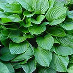 Хоста гибридная (вздутая, волнистая) 'Роял Стандарт'