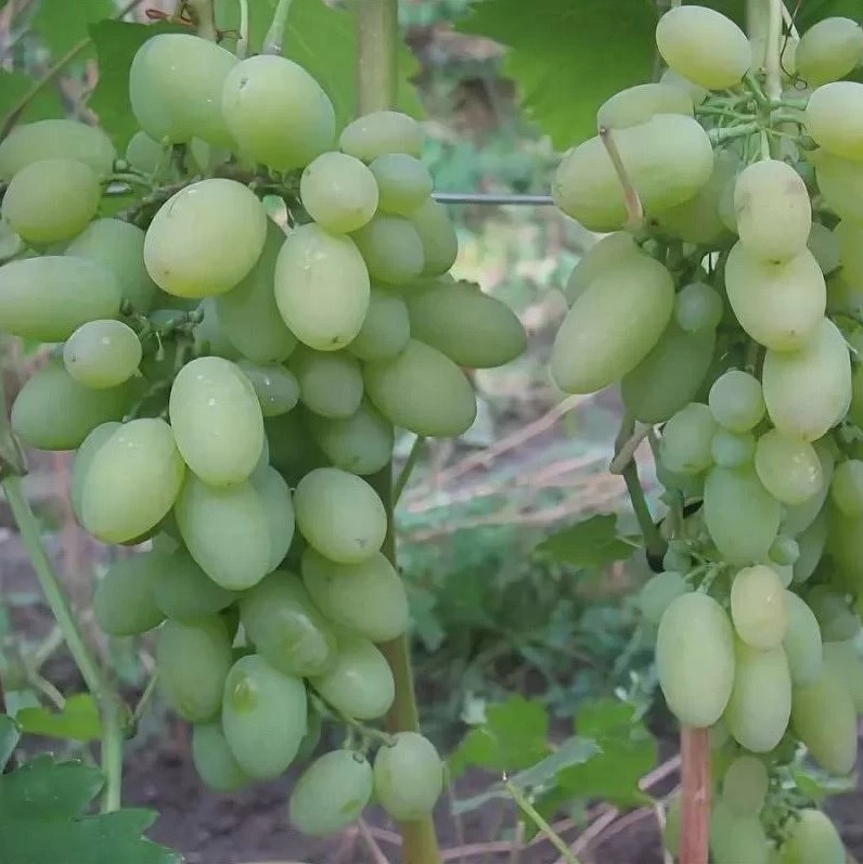 Виноград 'Огуречный Новый'