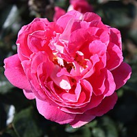 Роза 'Романтик Раффлс' (флорибунда) (розовая)