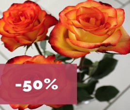 Скидка 50% на сортовые Розы!