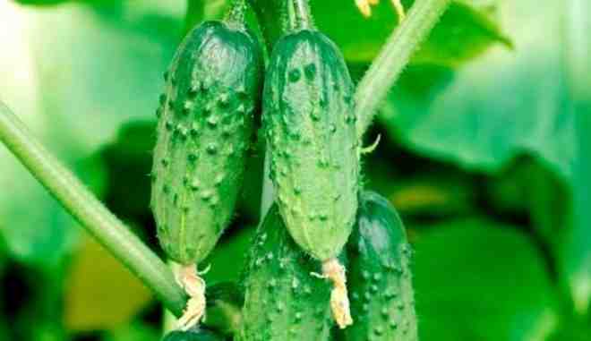 Огурец 'Веселая компания'