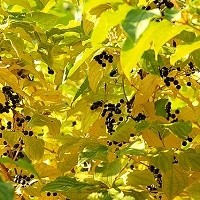 Дерен красный 'Винтер Бьюти'