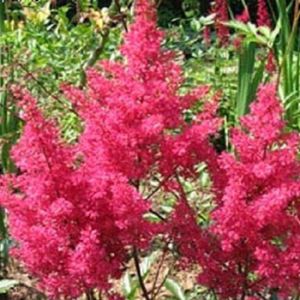 Астильба японская 'Везувиус'