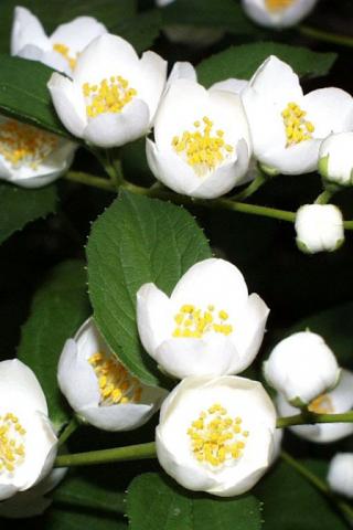 Чубушник 'Бялый Каржел'