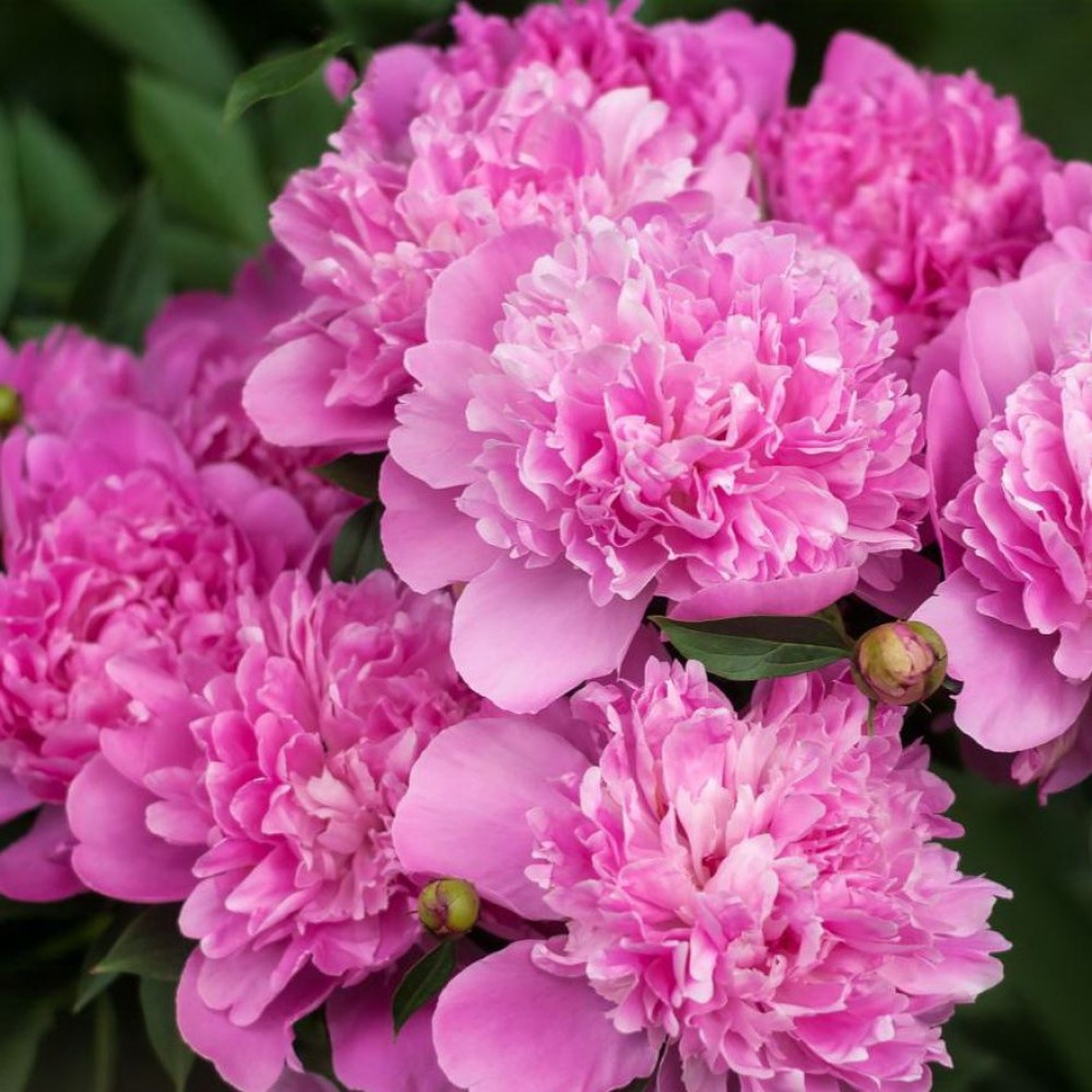 Пион молочноцветковый 'Рим' (ярко-розовый)