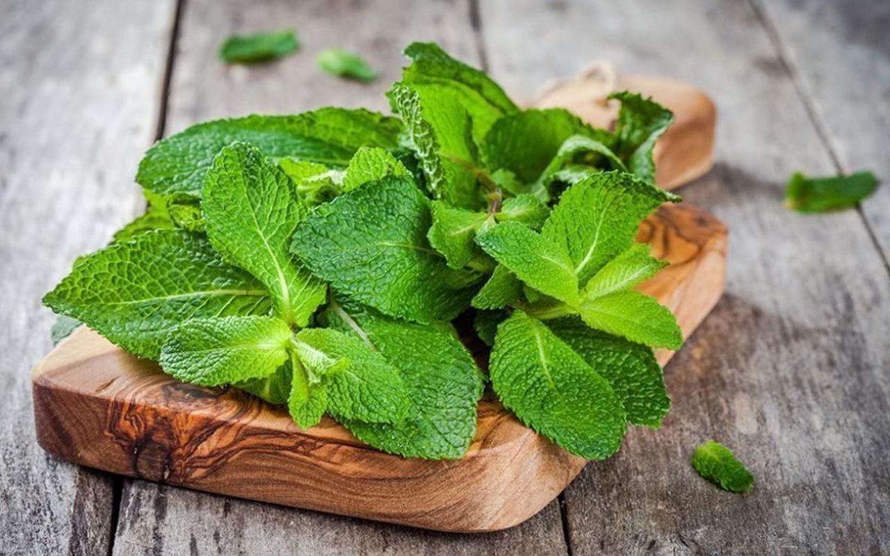 Семена Мята