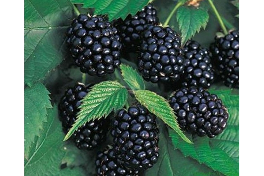 Ежевика 'Вождь Джозеф'