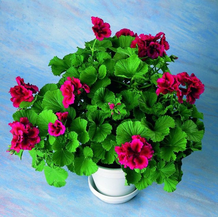 Пеларгония плющелистная (кашпо)