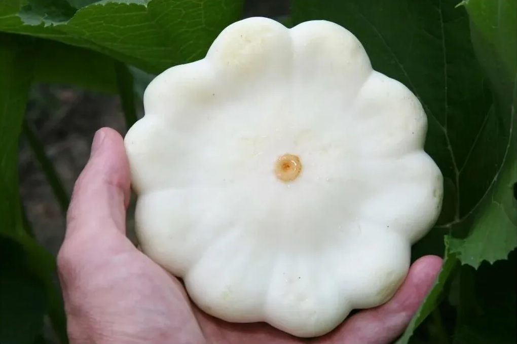 Патисcон 'Диск' белый