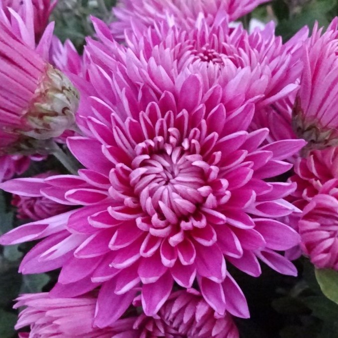 Хризантема корейская 'Седой генерал'