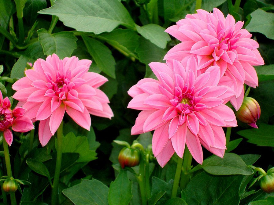 Многолетник Клубень Георгина