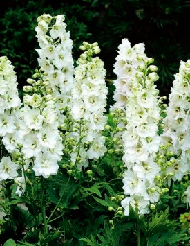 Дельфиниум (живокость) 'Мэджик Фонтейн Пьюр Вайт'