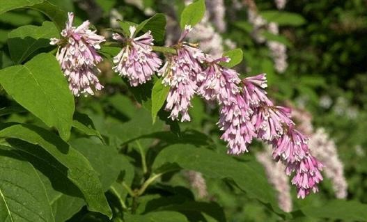 Сирень Комарова