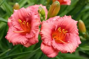 Лилейник гибридный 'Космополитен'