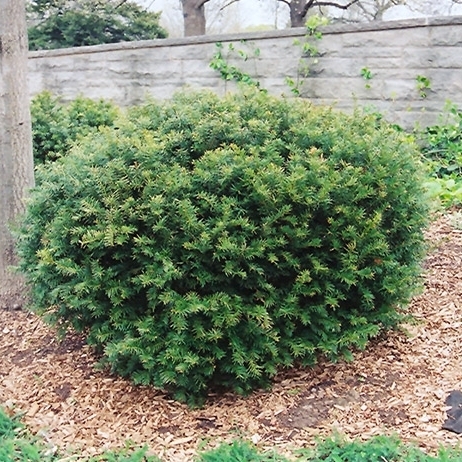 Тис средний 'Броуни'