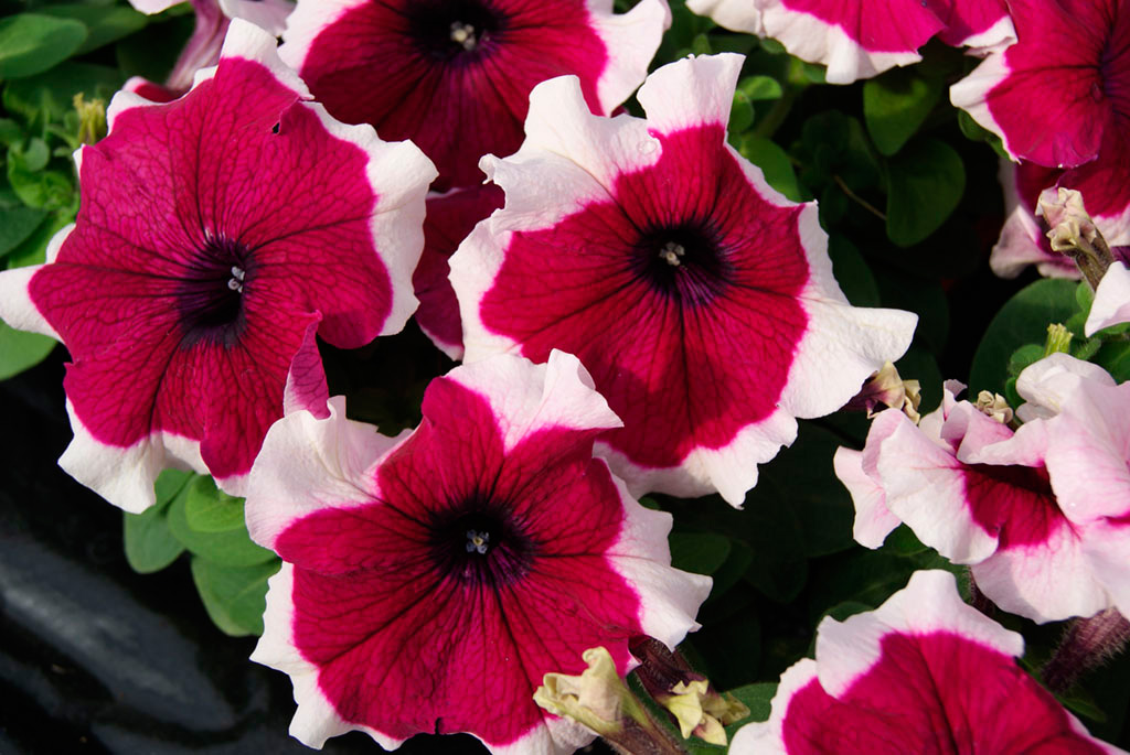 Петуния (сурфиния) гибридная 'Лимбо GP Бургунди Пикоти' (бургунди с каймой)
