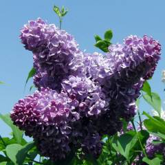 Сирень обыкновенная 'Рум фон Хорстенштайн' (пурпурно - голубая)