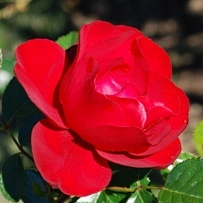 Роза 'Сальса' (флорибунда) (красная)